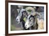 Sheep From Gotland, Sweden-Bjorn Svensson-Framed Photographic Print