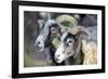 Sheep From Gotland, Sweden-Bjorn Svensson-Framed Photographic Print