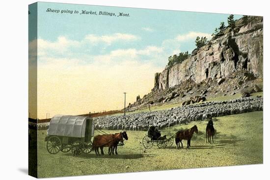 Sheep Going to Market, Billings-null-Stretched Canvas