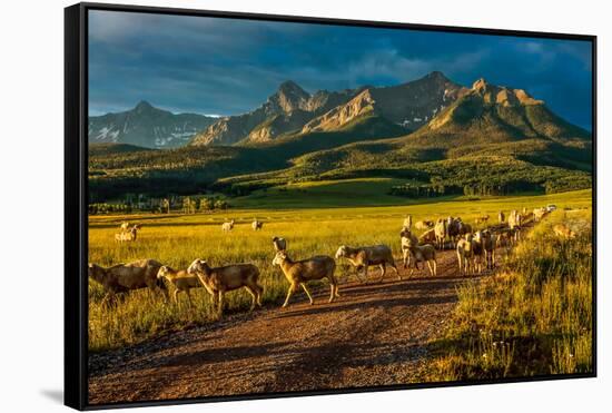 Sheep graze on Hastings Mesa near Ridgway, Colorado from truck-null-Framed Stretched Canvas