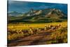Sheep graze on Hastings Mesa near Ridgway, Colorado from truck-null-Stretched Canvas