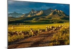 Sheep graze on Hastings Mesa near Ridgway, Colorado from truck-null-Mounted Photographic Print