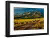 Sheep graze on Hastings Mesa near Ridgway, Colorado from truck-null-Framed Photographic Print