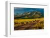 Sheep graze on Hastings Mesa near Ridgway, Colorado from truck-null-Framed Photographic Print