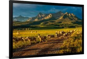 Sheep graze on Hastings Mesa near Ridgway, Colorado from truck-null-Framed Photographic Print