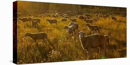 Sheep graze on Hastings Mesa near Ridgway, Colorado from truck-null-Stretched Canvas