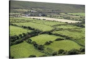 Sheep Graze on the Dingle Peninsula-Hal Beral-Stretched Canvas