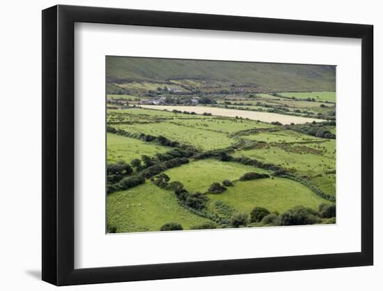 Sheep Graze on the Dingle Peninsula-Hal Beral-Framed Premium Photographic Print