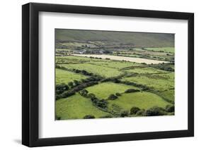 Sheep Graze on the Dingle Peninsula-Hal Beral-Framed Premium Photographic Print