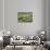 Sheep Graze on the Dingle Peninsula-Hal Beral-Photographic Print displayed on a wall