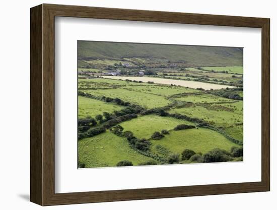 Sheep Graze on the Dingle Peninsula-Hal Beral-Framed Photographic Print