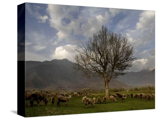Stretched Canvas Print, , large