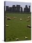 Sheep Graze-null-Stretched Canvas