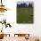 Sheep Graze-null-Premium Photographic Print displayed on a wall