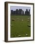 Sheep Graze-null-Framed Photographic Print