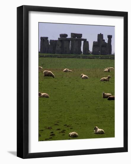 Sheep Graze-null-Framed Photographic Print