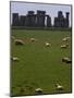 Sheep Graze-null-Mounted Photographic Print