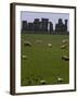 Sheep Graze-null-Framed Photographic Print