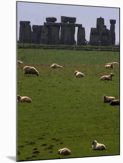 Sheep Graze-null-Mounted Photographic Print