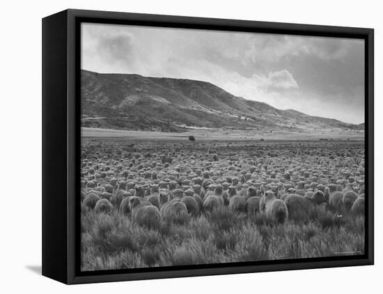 Sheep Grazing at El Condor Sheep Ranch-Leonard Mccombe-Framed Stretched Canvas