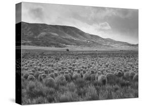 Sheep Grazing at El Condor Sheep Ranch-Leonard Mccombe-Stretched Canvas