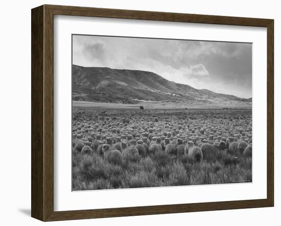 Sheep Grazing at El Condor Sheep Ranch-Leonard Mccombe-Framed Photographic Print