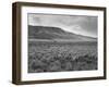 Sheep Grazing at El Condor Sheep Ranch-Leonard Mccombe-Framed Photographic Print