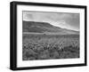 Sheep Grazing at El Condor Sheep Ranch-Leonard Mccombe-Framed Photographic Print