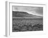 Sheep Grazing at El Condor Sheep Ranch-Leonard Mccombe-Framed Photographic Print