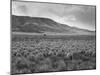 Sheep Grazing at El Condor Sheep Ranch-Leonard Mccombe-Mounted Photographic Print