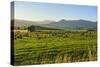 Sheep Grazing at Sunset, Queenstown, Otago, South Island, New Zealand, Pacific-Michael Runkel-Stretched Canvas