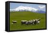 Sheep Grazing Beneath Mount Ruapehu-Stuart-Framed Stretched Canvas