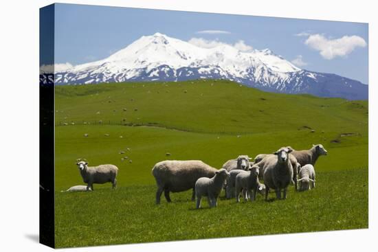 Sheep Grazing Beneath Mount Ruapehu-Stuart-Stretched Canvas