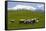 Sheep Grazing Beneath Mount Ruapehu-Stuart-Framed Stretched Canvas