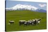 Sheep Grazing Beneath Mount Ruapehu-Stuart-Stretched Canvas