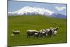 Sheep Grazing Beneath Mount Ruapehu-Stuart-Mounted Photographic Print