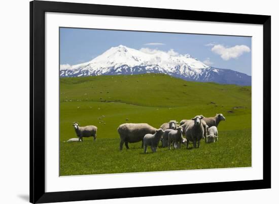 Sheep Grazing Beneath Mount Ruapehu-Stuart-Framed Photographic Print