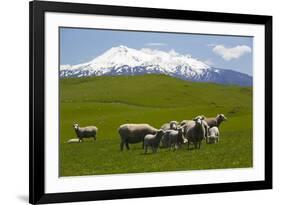 Sheep Grazing Beneath Mount Ruapehu-Stuart-Framed Photographic Print