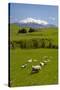 Sheep Grazing Beneath Mount Ruapehu-Stuart-Stretched Canvas