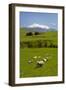 Sheep Grazing Beneath Mount Ruapehu-Stuart-Framed Photographic Print