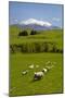 Sheep Grazing Beneath Mount Ruapehu-Stuart-Mounted Photographic Print
