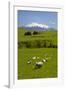 Sheep Grazing Beneath Mount Ruapehu-Stuart-Framed Photographic Print