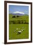 Sheep Grazing Beneath Mount Ruapehu-Stuart-Framed Photographic Print