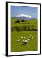 Sheep Grazing Beneath Mount Ruapehu-Stuart-Framed Photographic Print