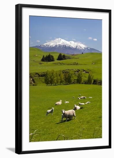 Sheep Grazing Beneath Mount Ruapehu-Stuart-Framed Photographic Print