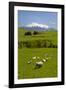 Sheep Grazing Beneath Mount Ruapehu-Stuart-Framed Photographic Print