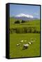 Sheep Grazing Beneath Mount Ruapehu-Stuart-Framed Stretched Canvas