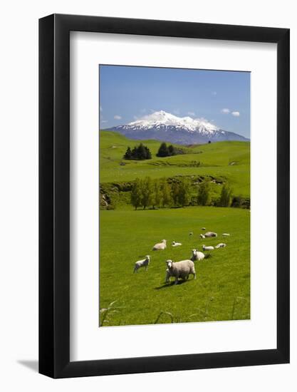 Sheep Grazing Beneath Mount Ruapehu-Stuart-Framed Photographic Print