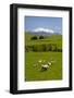 Sheep Grazing Beneath Mount Ruapehu-Stuart-Framed Photographic Print