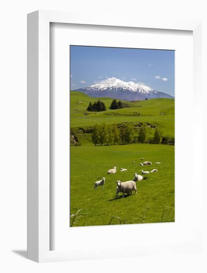 Sheep Grazing Beneath Mount Ruapehu-Stuart-Framed Photographic Print